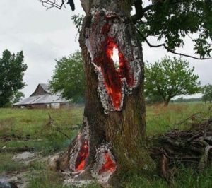 برخورد صاعقه به یک درخت